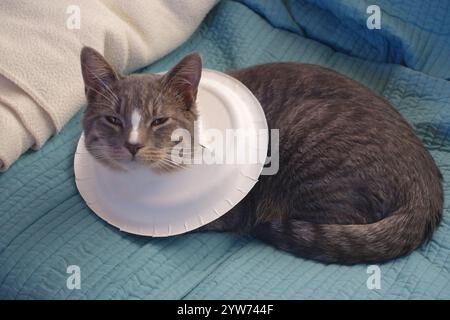 "Saved from the scorching July sun outside Alamogordo, this spirited gray tabby kitten now thrives—perched proudly under blue skies, sprawled contente Stock Photo