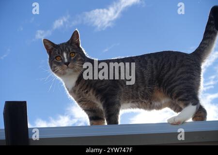 "Saved from the scorching July sun outside Alamogordo, this spirited gray tabby kitten now thrives—perched proudly under blue skies, sprawled contente Stock Photo