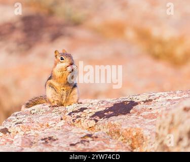A golden-mantled ground squirrel enjoys a red berry snack. Stock Photo