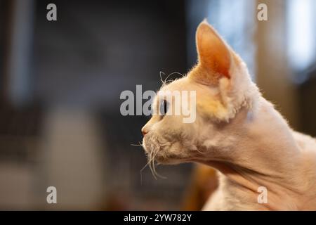 Devon rex, cat portrait Stock Photo