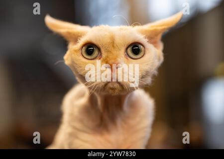 Devon rex, cat portrait Stock Photo