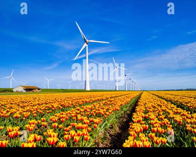 A vibrant field of colorful tulips dances in the wind with majestic windmills in the background against a clear sky in the Netherlands Flevoland. windmill turbines green energy transition in Europe Stock Photo