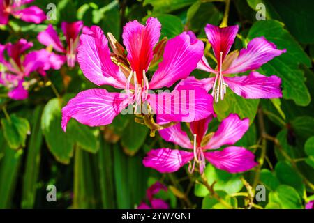 Close-up image of the flowers of Hong Kong orchid tree Stock Photo