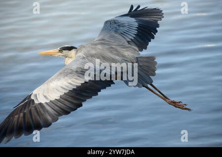 A close-up image of a grey heron gliding across Jurong Lake in the western part of Singapore. Stock Photo