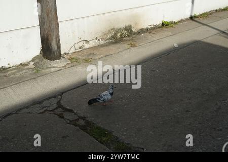 Pigeon On Road, concrete asphalt background Stock Photo