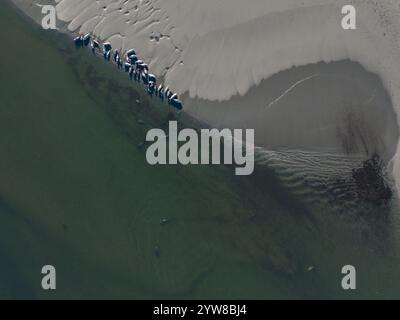 A drone view of harbor seals (Phoca vitulina) hauled out and resting on the beach next to the water in an estuary in Northern California. Stock Photo