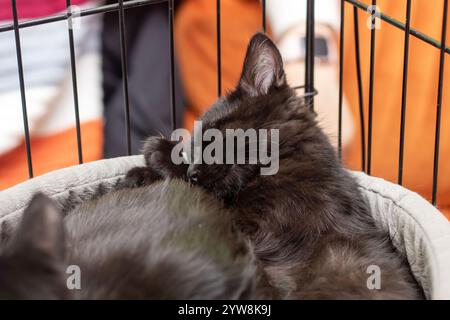 Two adorable black cats are peacefully sleeping together in a cozy cage, enjoying their comfortable and warm resting spot Stock Photo