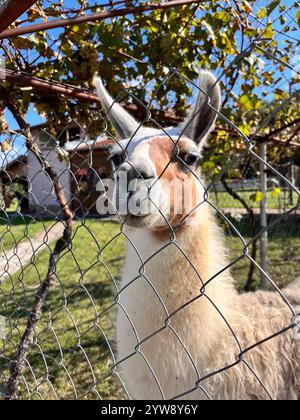 Llama, Lama glama, domesticated camelid, domesticated animal, camelid, captive animal, behind fence, captive Llama, Bulgaria, Eastern Europe, Balkans Stock Photo