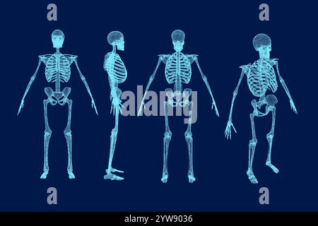 Set wireframe Human Skeleton Anatomy Vector illustration Stock Vector