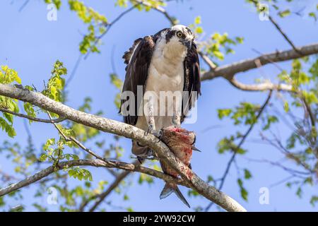 Osprey (Pandion haliaetus) perched on branch, wings spread. Holding fish in talons. At Lake Apopka, near Orlando, Florida. Stock Photo