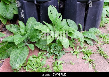 weeds growing in block paving Stock Photo