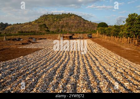 Sliced Manioc roots drying in the sun, Bolaven Plateau, Salavan Province, near Pakse, Southern Laos, Laos, Southeast Asia Stock Photo