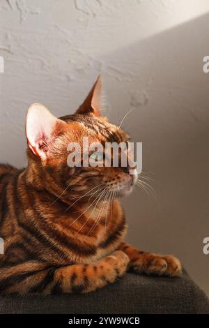 Ginger cat, Bengali breed, resting, on the couch, under the sun, vertical, no people Stock Photo