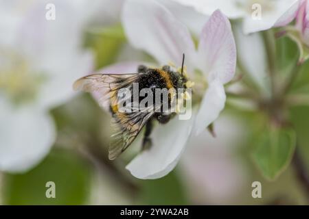 Bumblebee on apple blossom, bumblebee on apple blossom Stock Photo