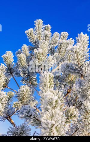Frosty pine tree branches against a blue sky Stock Photo