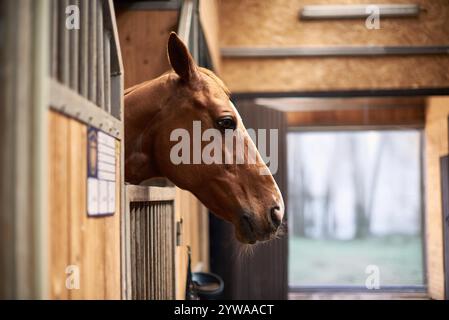 A beautiful chestnut horse peers out from a wooden stable. The warm light highlights its face and the cozy barn setting, making it ideal for themes of Stock Photo