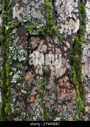 Close up of moss and lichen on the trunk of a pine tree. Stock Photo