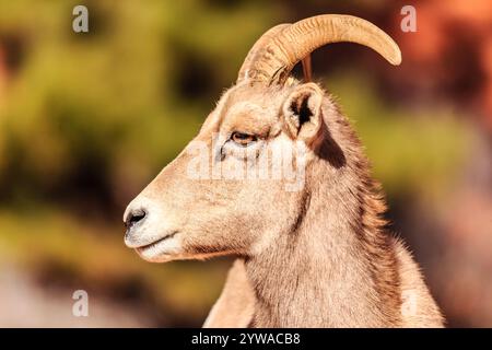 A ram with a long horn is looking at the camera. The ram is brown and white in color Stock Photo