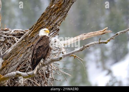 Colorado Bald Eagle Stock Photo