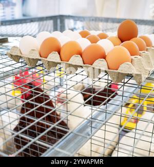 Organic fresh eggs in a cage on a poultry farm. Stock Photo