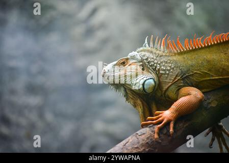 A lizard is sitting on a branch. It has orange and white markings. The lizard is looking at the camera Stock Photo