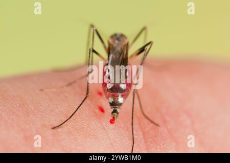 Aedes triseriatus mosquito female biting on human skin Stock Photo - Alamy