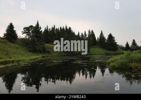 row of pine trees reflected in a peaceful pond Stock Photo