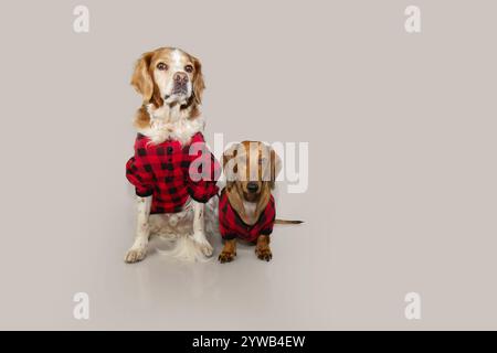 Two dogs wearing christmas pajamas. Isolated on grey background Stock Photo
