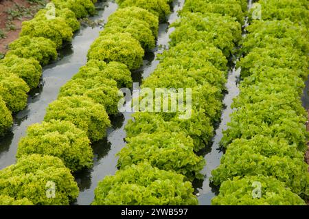 El Prat de Llobregat, Spain - April 18, 2012: Lettuce (Lactuca sp.) organically grown in a greenhouse, Spain Stock Photo