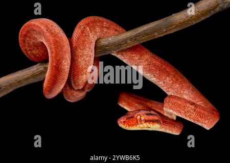 Amazon Tree Boa (Corallus hortulanus) Stock Photo