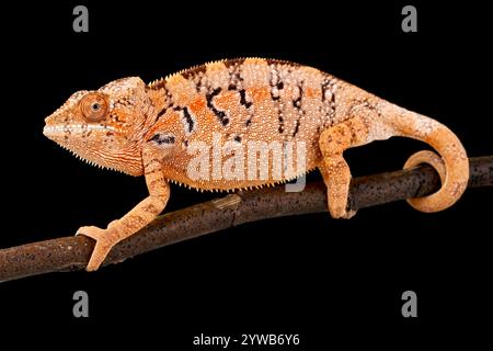 Panther chameleon (Furcifer pardalis) female Stock Photo