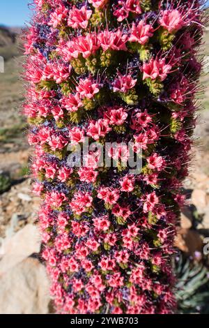 The Red Bugloss (Tajinaste Rojo in Spanish, Echium wildpretii) is an endemic plant from the Cañadas del Teide national Park Stock Photo