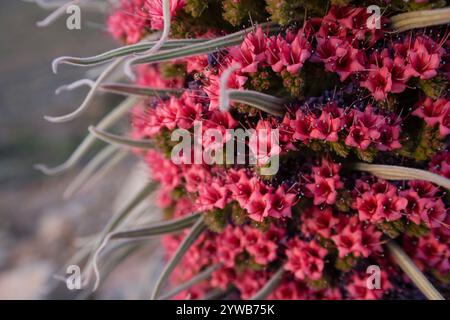 The Red Bugloss (Tajinaste Rojo in Spanish, Echium wildpretii) is an endemic plant from the Cañadas del Teide national Park Stock Photo