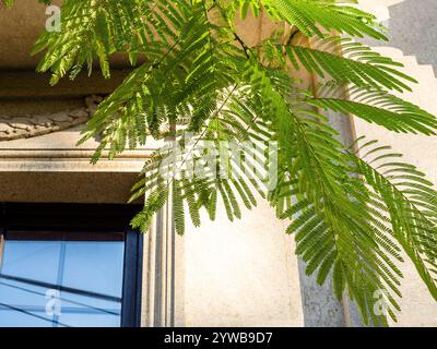 green branch of mimosa tree and facade of house in background in Yerevan city on sunny autumn day Stock Photo