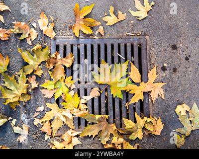 top view of fallen leaves of sycamore tree on drainage grate of street water collector on autumn evening twilight in Yerevan city Stock Photo