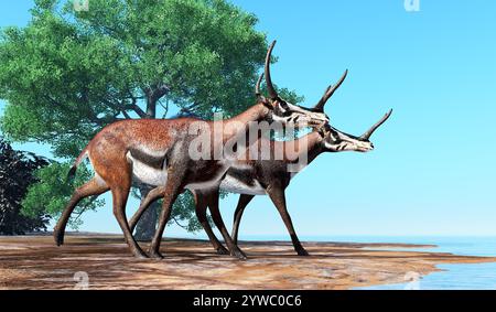 Kyptoceras was a antelope type mammal that lived in North America during the Miocene to Pliocene Periods. Stock Photo