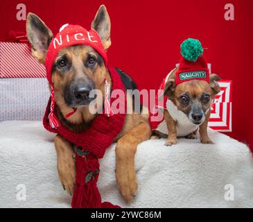 Portrait of a german shepherd and dachshund terrier mix wearing naughty and nice woolly hats Stock Photo