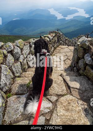 A joyful black and white Bernedoodle sits along the path to Whiteface Mountain's summit, with stunning views of East and West Lake and Lake Placid in Stock Photo
