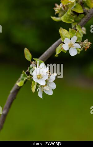 Macro shot of pristine white apple tree blossoms on a slender branch set against a lush green blurred background in spring. Stock Photo