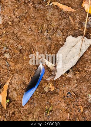 Blue feather on ground at Lysterfeld park in Melbourne. Lies on forest floor near dead leaf. It looks beautiful, fragile and maybe lonely. Stock Photo