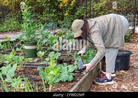 Issaquah, Washington. Woman working in her over-wintered garden of vegetable starts checking plants for pest damage. Plants are White and Konan Kohlra Stock Photo