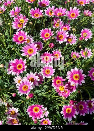 Pink Yellow White Daisy Daisies with Green Grass Background Stock Photo