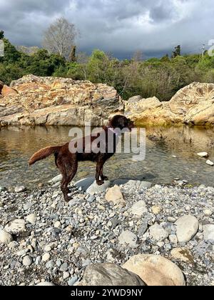 Wet Chocolate Brown Labrador Dog standing on rocks next to water Stock Photo