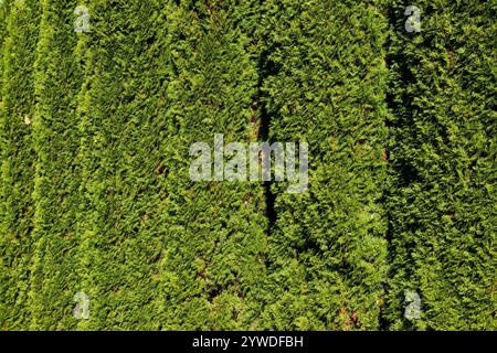 Closeup of thuja green hedge in bright sunlight as natural background. Stock Photo