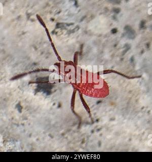 Leaf-footed Bugs and Allies (Coreoidea Stock Photo - Alamy