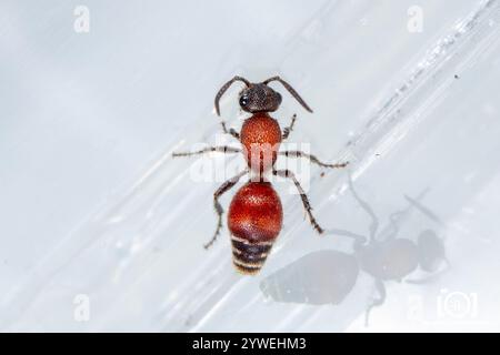 Four-spotted Velvet Ant (Dasymutilla quadriguttata) Stock Photo