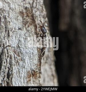 Schaum's Acorn Ant (Temnothorax schaumii) Stock Photo