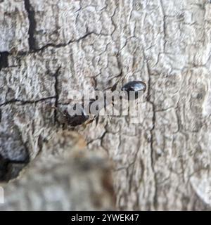Schaum's Acorn Ant (Temnothorax schaumii) Stock Photo