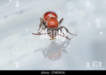 Four-spotted Velvet Ant (Dasymutilla quadriguttata) Stock Photo