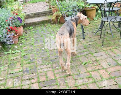 Dog Airedale terrier in the garden. Stock Photo